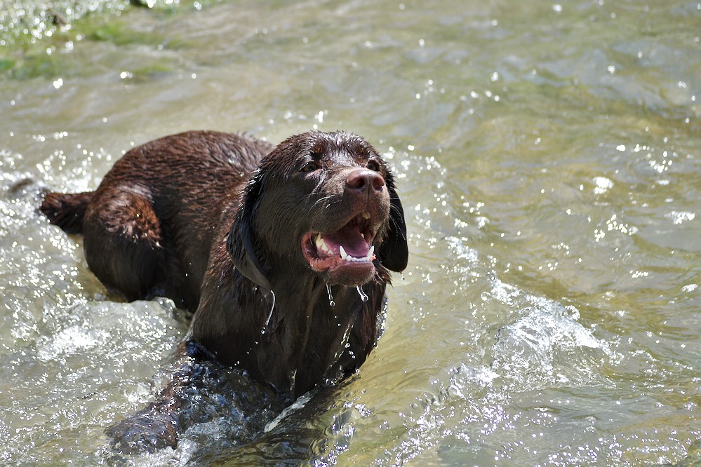 Hundewetter