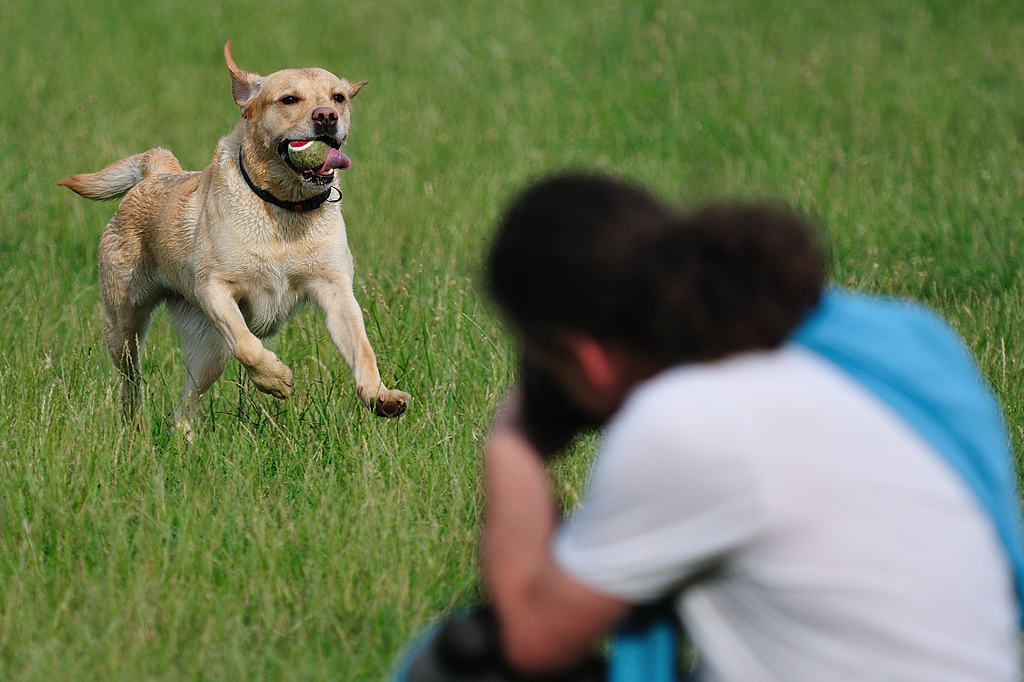 Hundewiese 01
