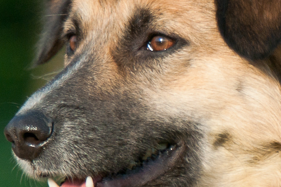 Hundewiese 2 100P