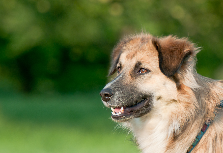 Hundewiese 2