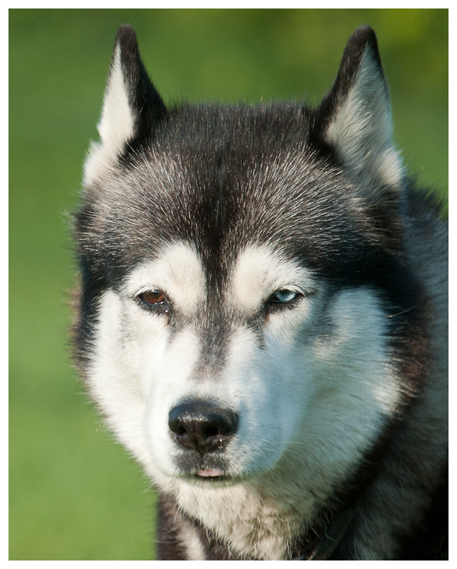 Hundewiese 3