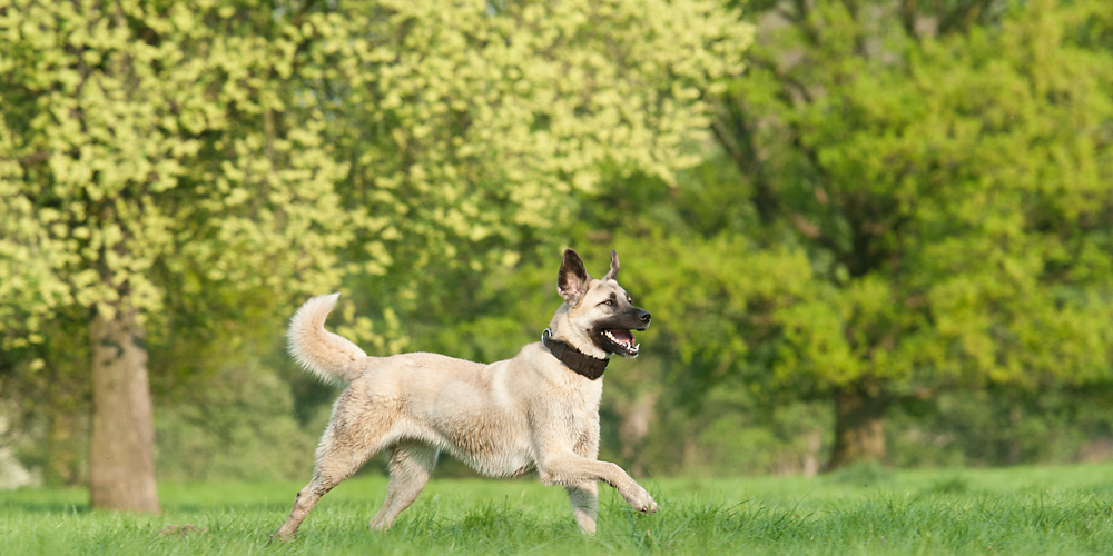 Hundewiese Witten 1 stolzer Unbekannter