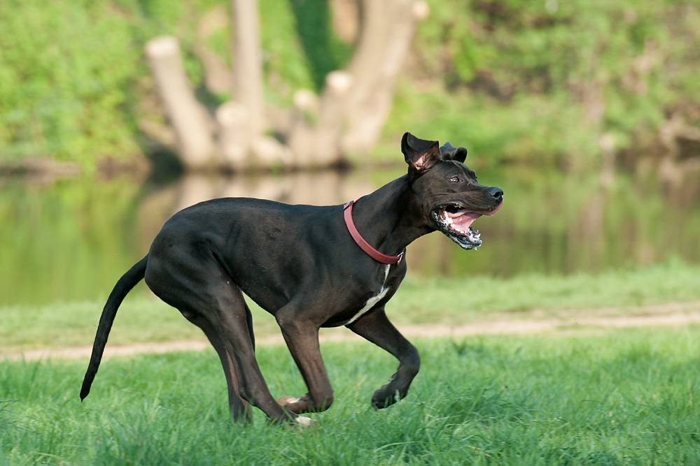Hundewiese Witten die Dogge