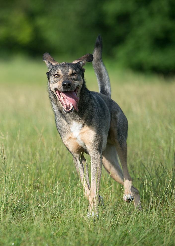 hundewiesentreffen1