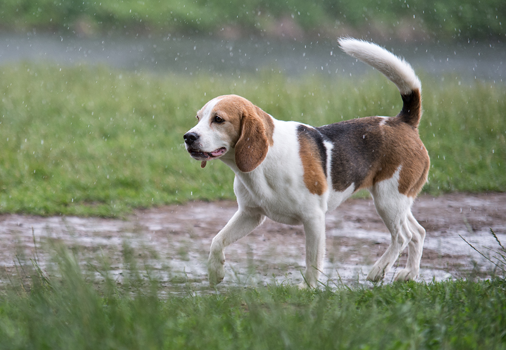hundewiesentreffen3
