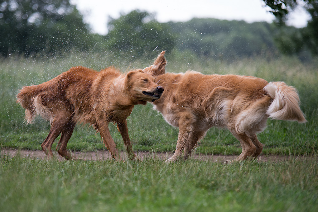 hundewiesentreffen4