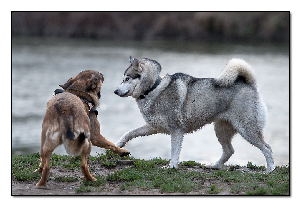 hundewinter6