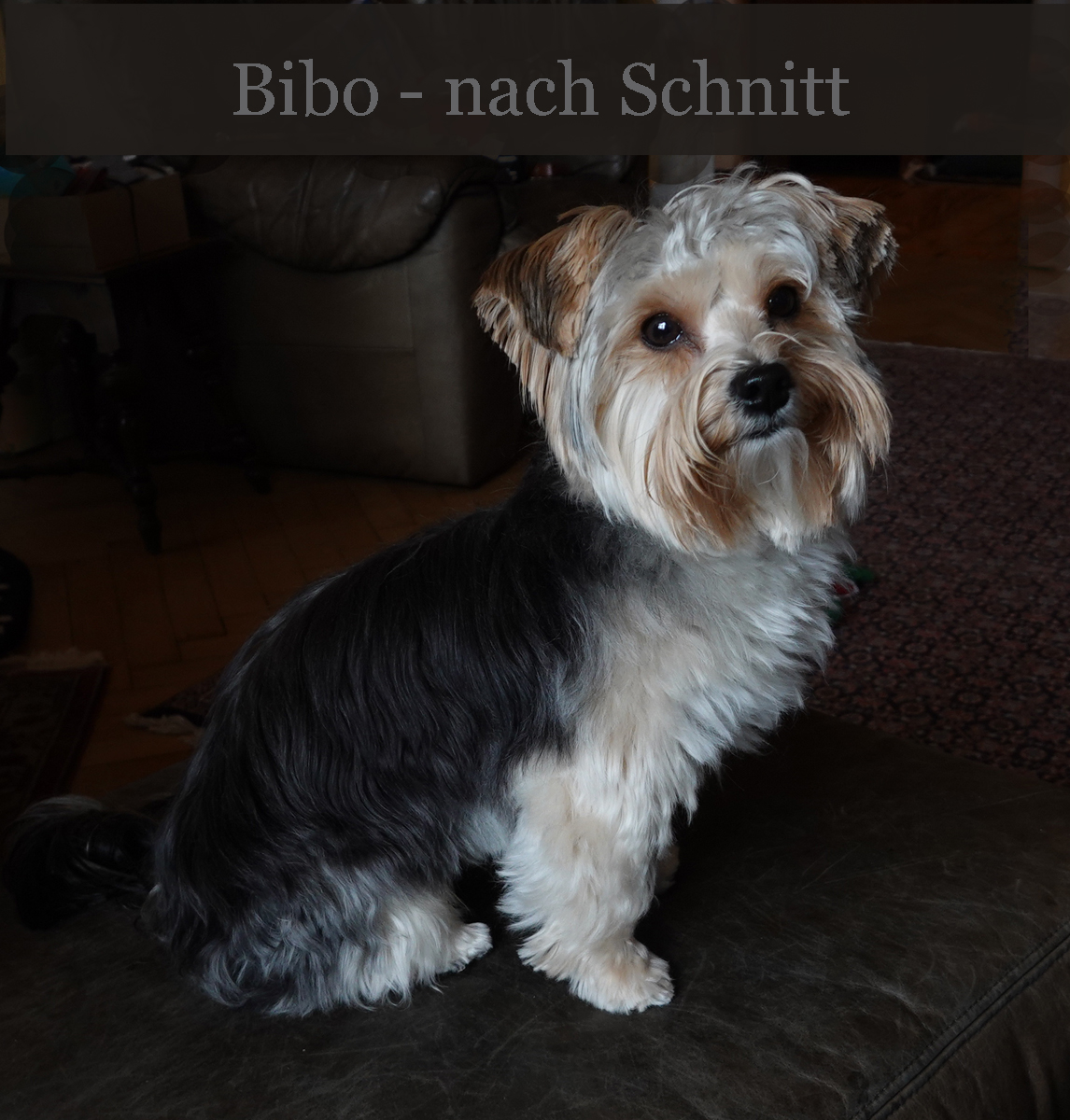 hundkurzff.jpg