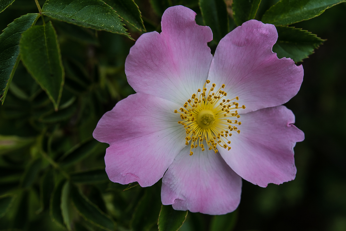 Hundsrose-1.jpg