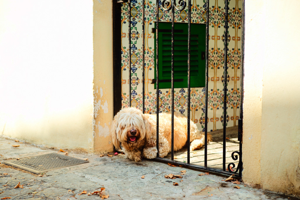hundstage L1001593