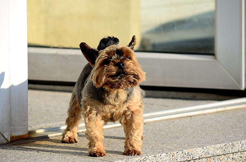 Hundstage