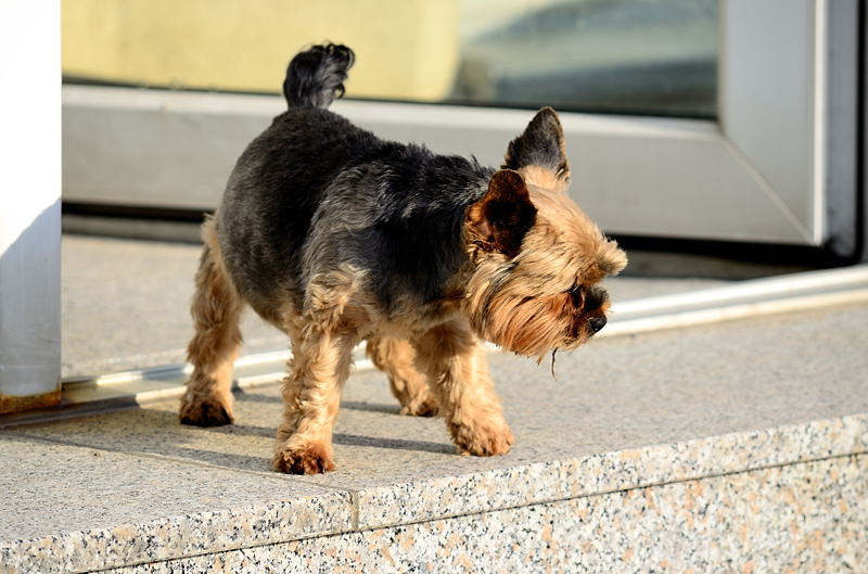 Hundstage