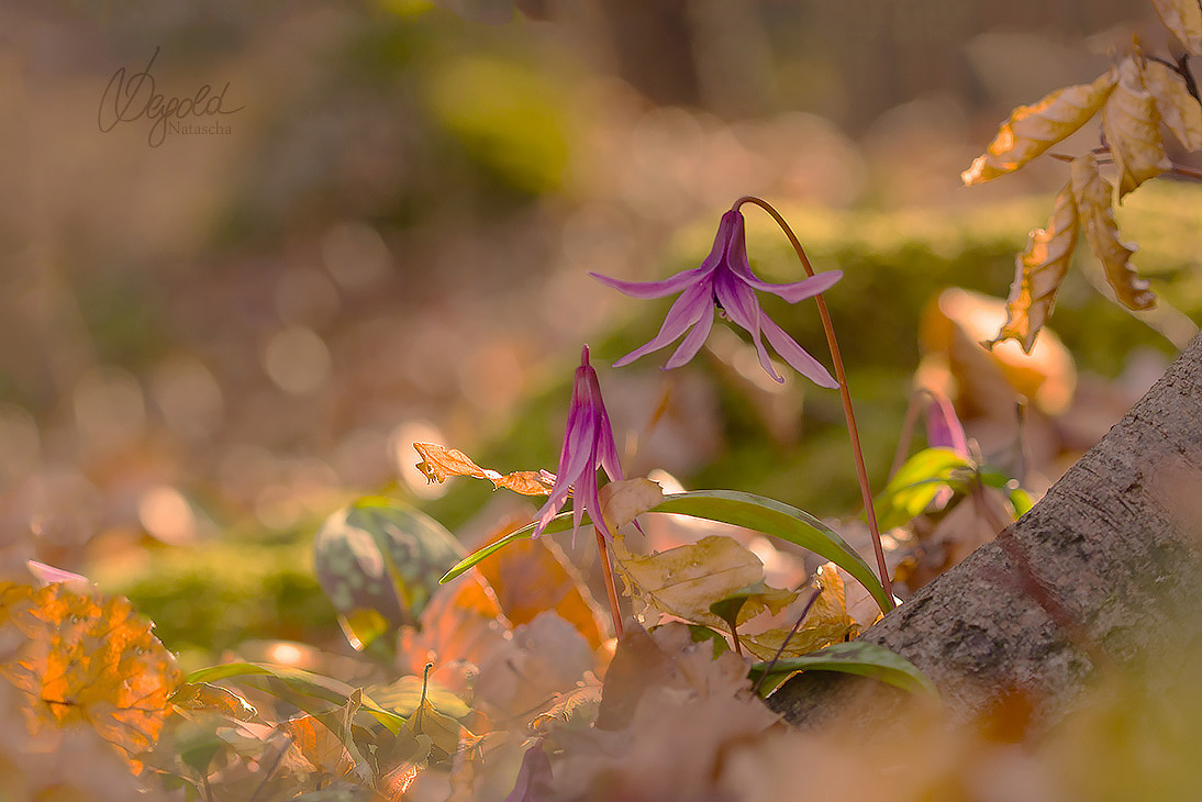 Hundszahnlilie (Erythronium dens-canis)