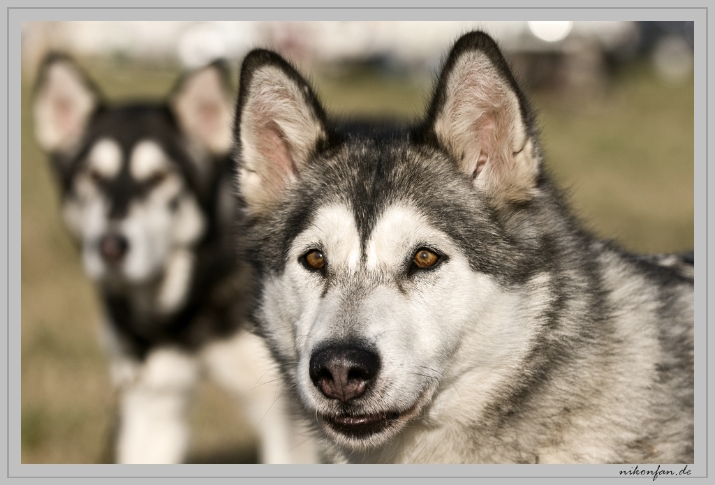 Huski