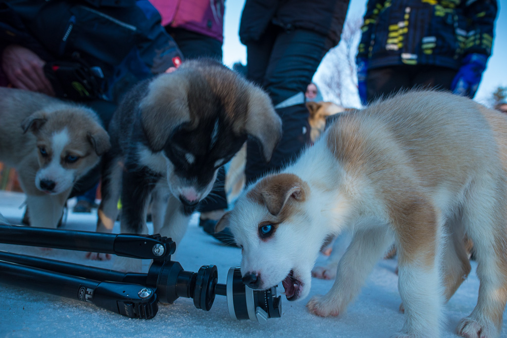 Huskies 9467