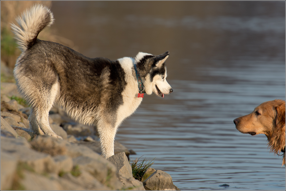 Husky guckt
