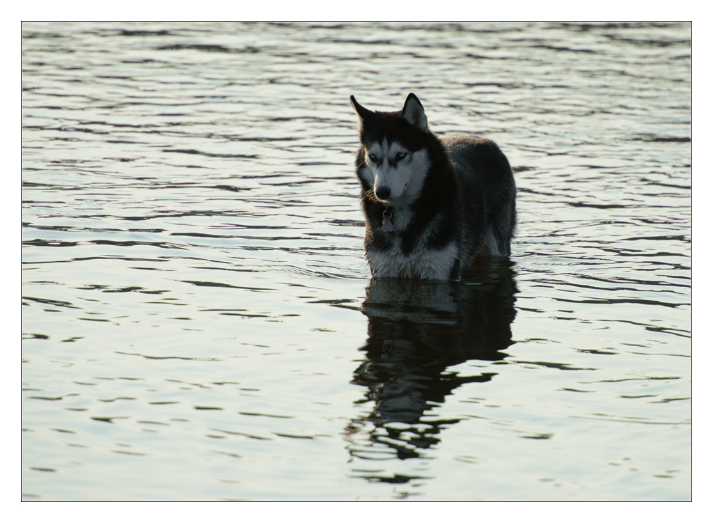 Husky im Gegenlicht