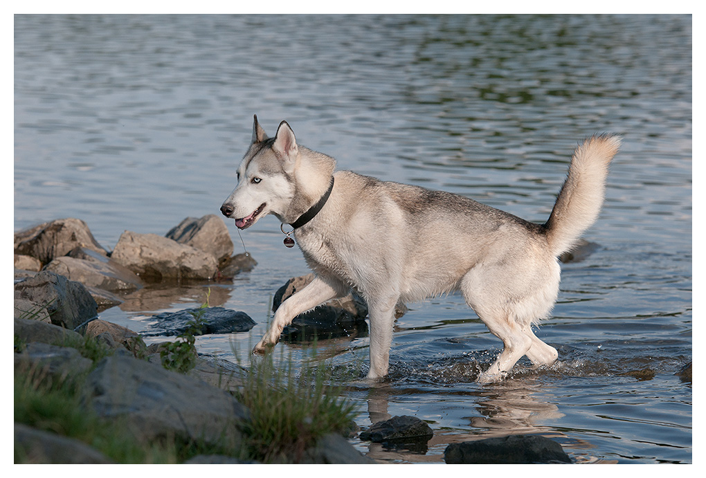 Husky im Wasser