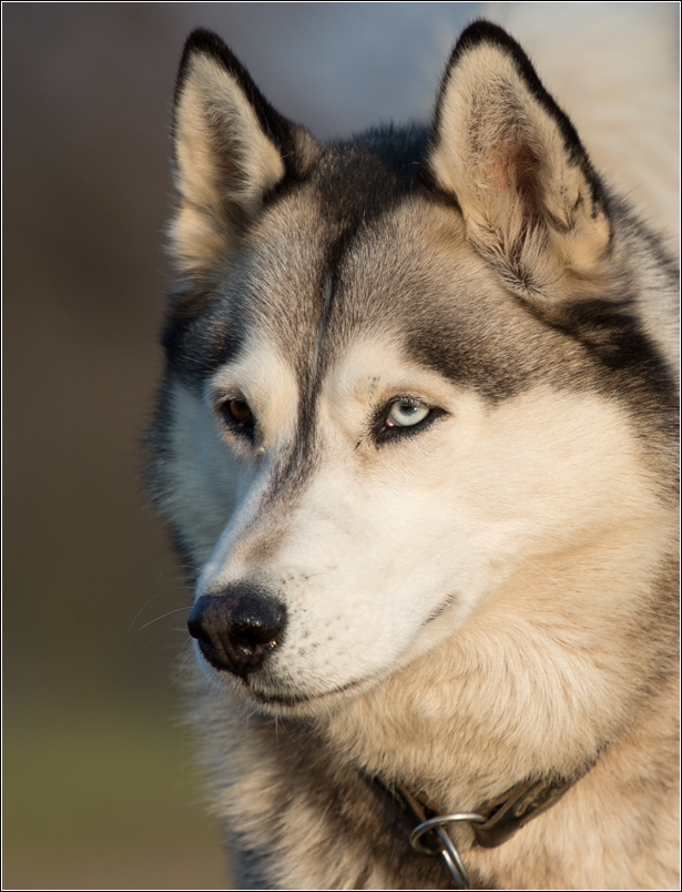 Husky Portrait