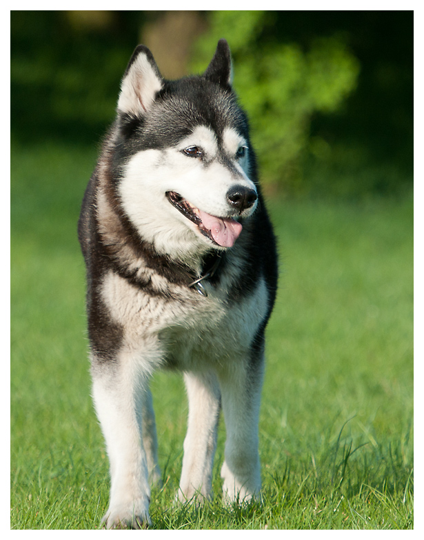 Husky
