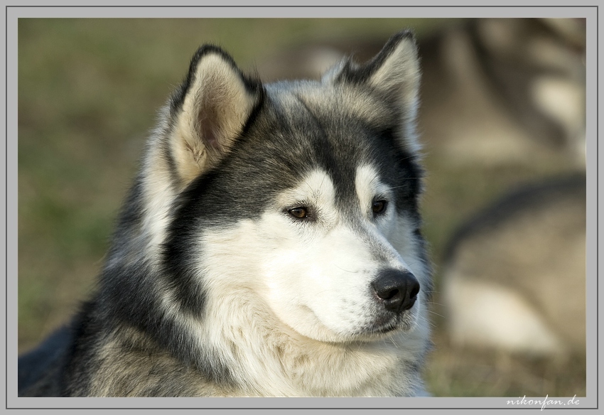 Husky