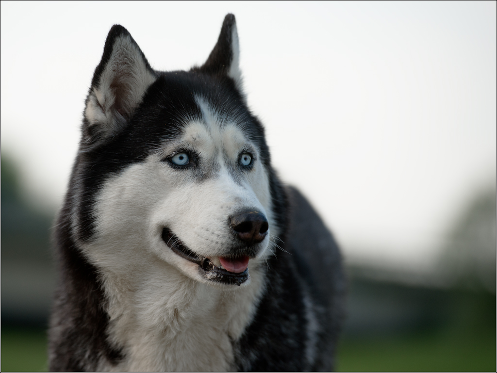 husky