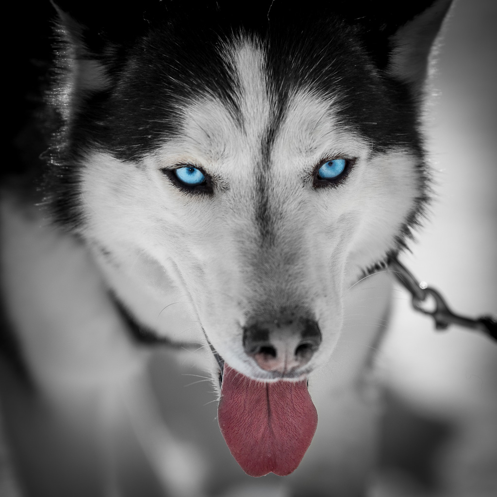 Husky