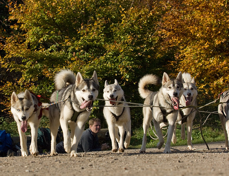 Husky