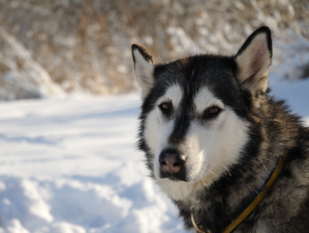 husky1