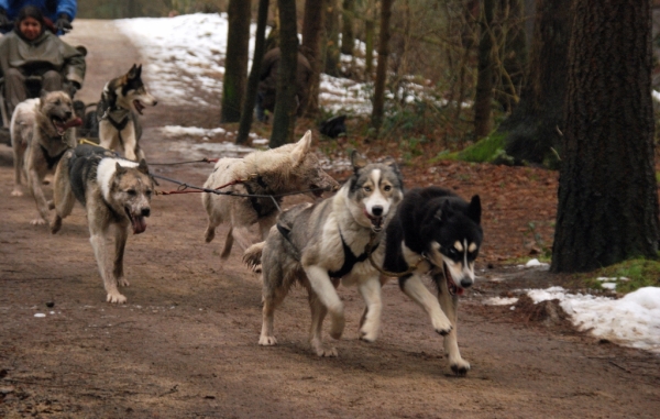Husky1 [] []