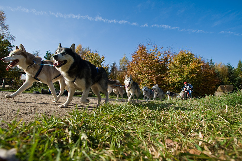 Husky1