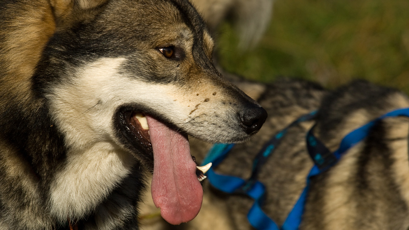 Husky2