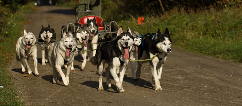 Husky3