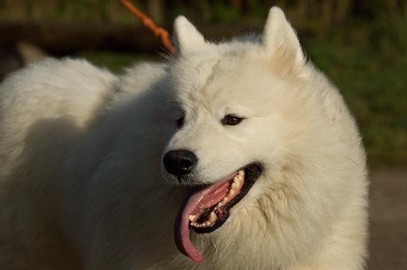 Husky4