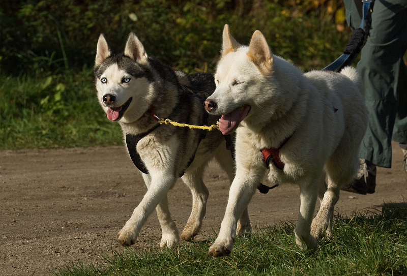 Husky6