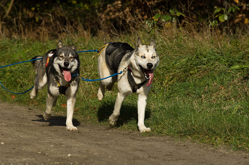Husky7