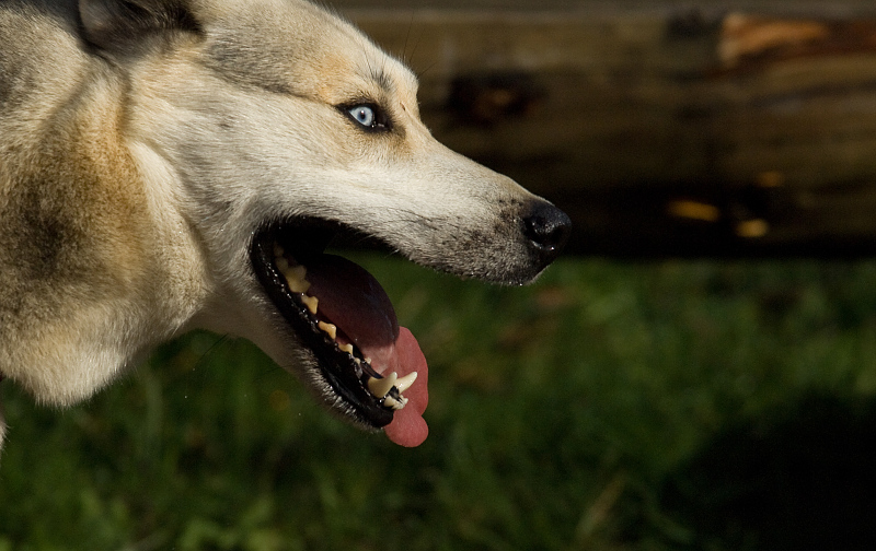 Husky8
