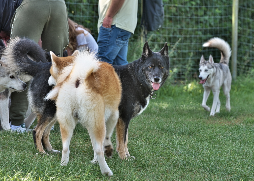 Huskys Burgsteinfurt 170323-032.jpg
