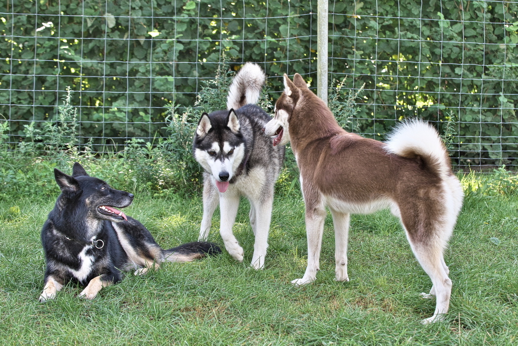Huskys Burgsteinfurt 170323-048.jpg
