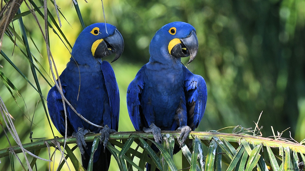 Hyazinth-Aras (Hyacinth Macaw)

s377 PortoJofre HyacinthMacaw 5183a