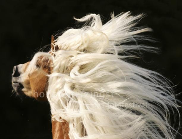 HZ11 Gabirela Boiselle Lipizzaner