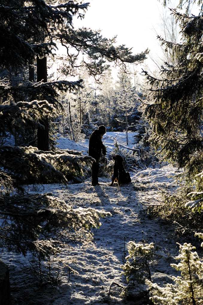 i vinterskogen 1