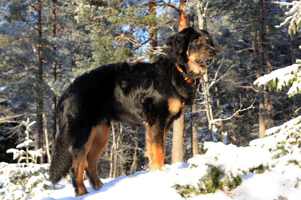 i vinterskogen 2