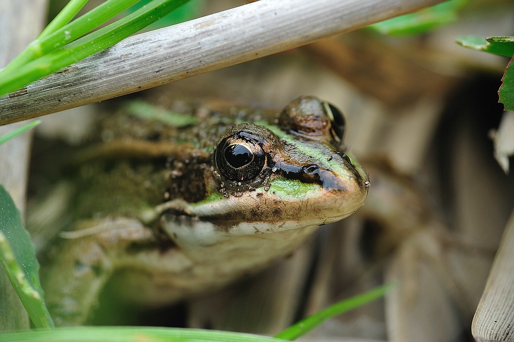 iberischerWasserfrosch RanaPerezi