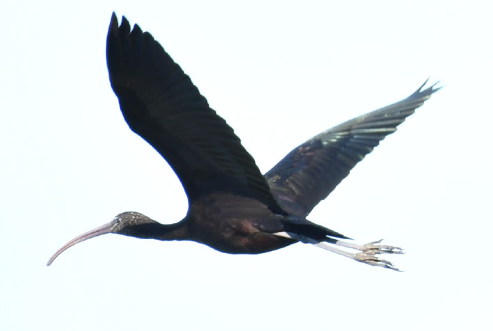 ibis