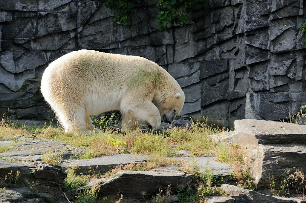 Ich bin nicht Knut