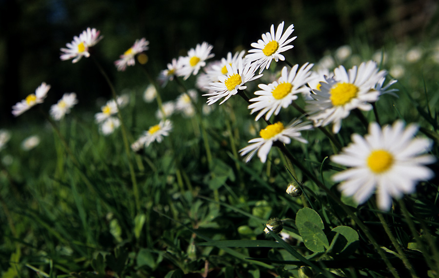 Ich ess Blumen