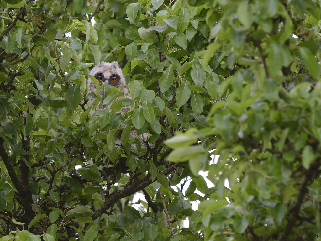 Ich habe mich gut versteckt, Mama