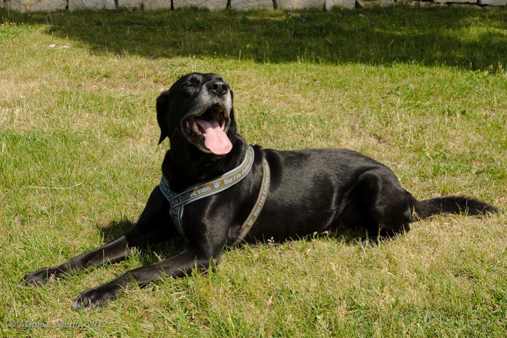 Ich weiß, dass ich ein schwarzer Hund bin, aber Sonnenanbeten macht so viel Spaß.