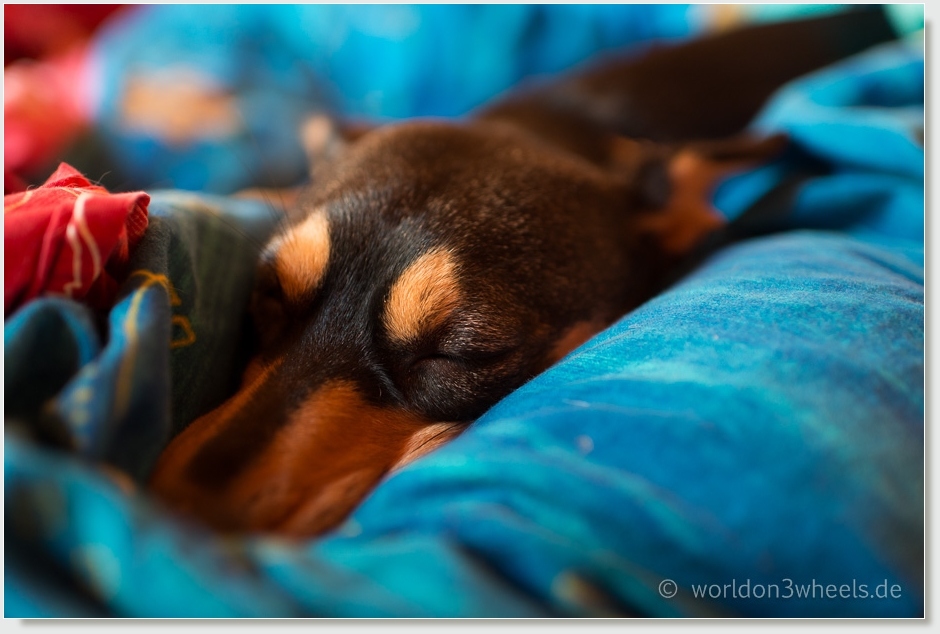 Ich wollt' ich wär' mein Hund